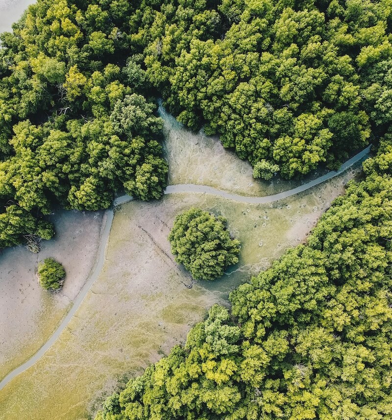 mangrove trees